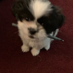 Meet your Posher, Cynthia